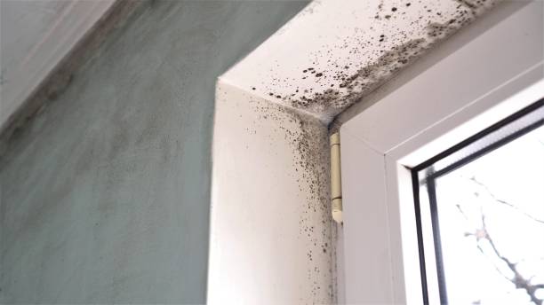 Crawl Space Mold Removal in Paris, KY