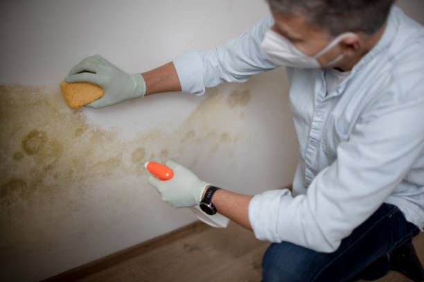 Professional Mold Removal in Paris, KY