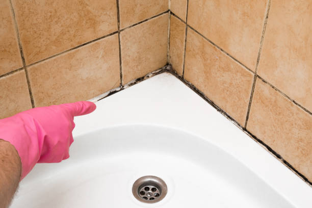 Mold Testing and Removal in Paris, KY